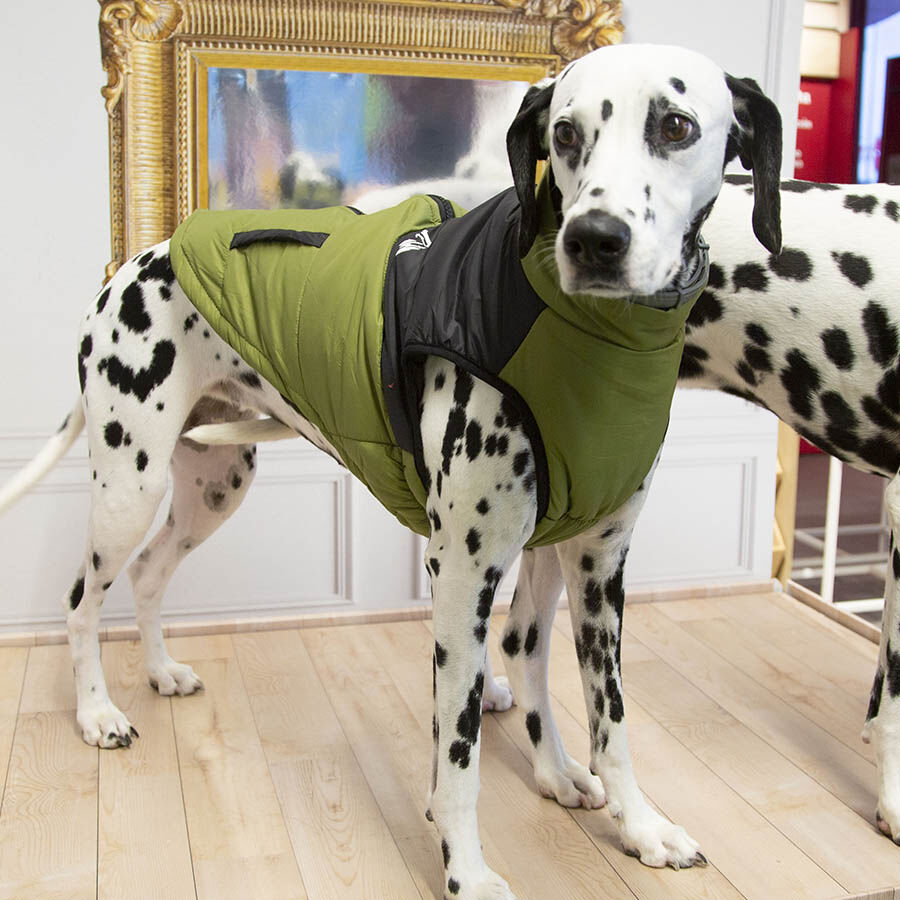 Outech White Mountain Casaco para c&atilde;es, , large Imagem n&uacute;mero 5